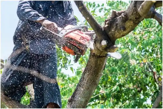 tree services Hartshorne